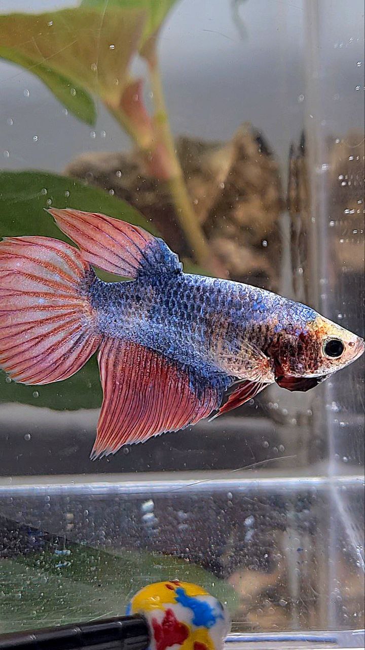 XL FEMALE VEILTAIL MASCOT BETTA FISH