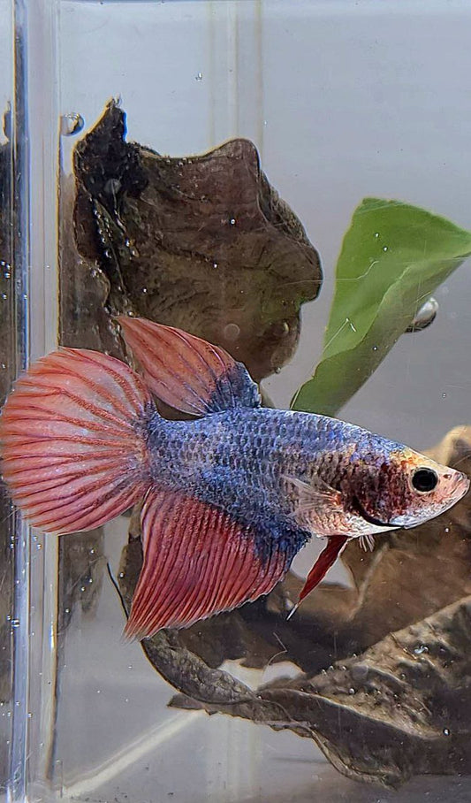 XL FEMALE VEILTAIL MASCOT BETTA FISH