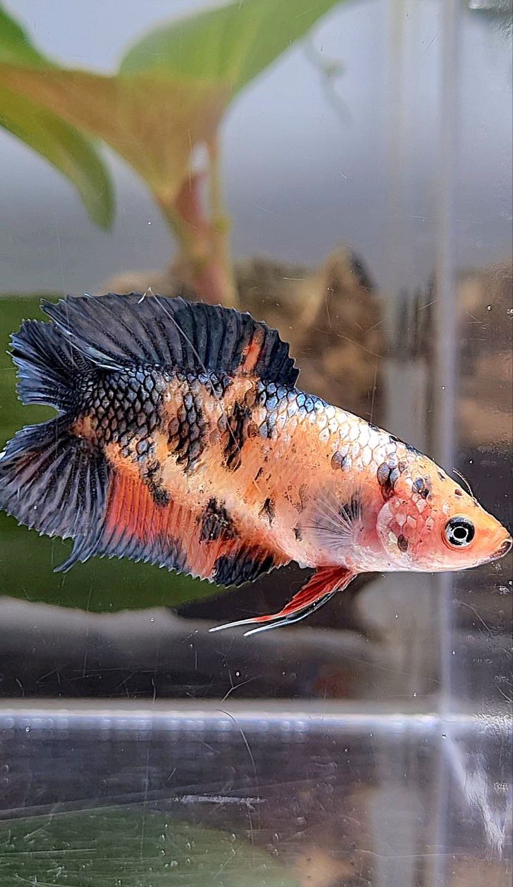 FEMALE PLAKAT DOUBLE TAIL BLACK DOTS COPPER ORANGE MULTICOLOR BETTA FISH