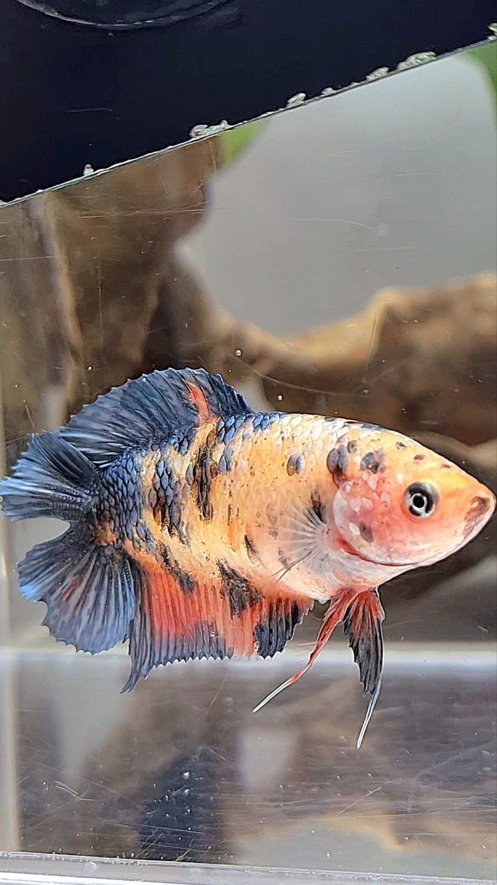 FEMALE PLAKAT DOUBLE TAIL BLACK DOTS COPPER ORANGE MULTICOLOR BETTA FISH