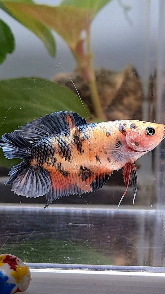 FEMALE PLAKAT DOUBLE TAIL BLACK DOTS COPPER ORANGE MULTICOLOR BETTA FISH
