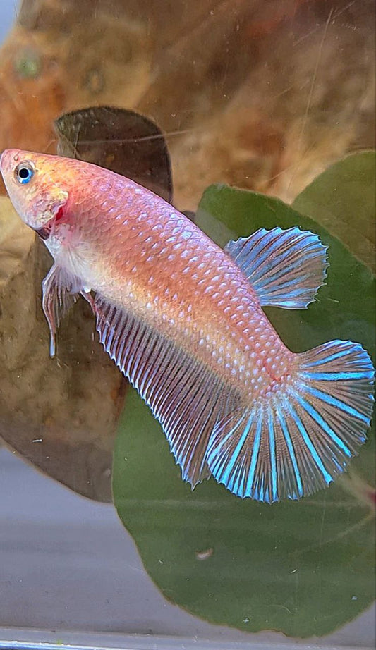 XL FEMALE PLAKAT MAGENTA BETTA FISH