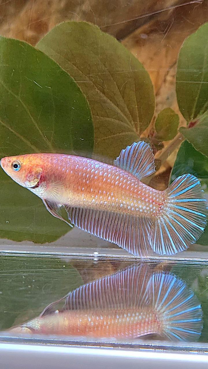 XL FEMALE PLAKAT MAGENTA BETTA FISH