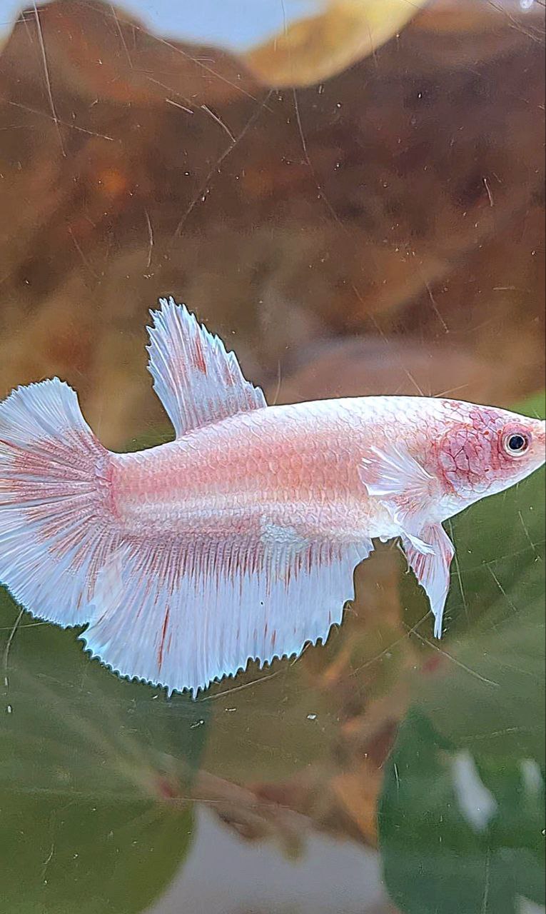 FEMALE HALFMOON BIG EAR WHITE PATTERN BETTA FISH