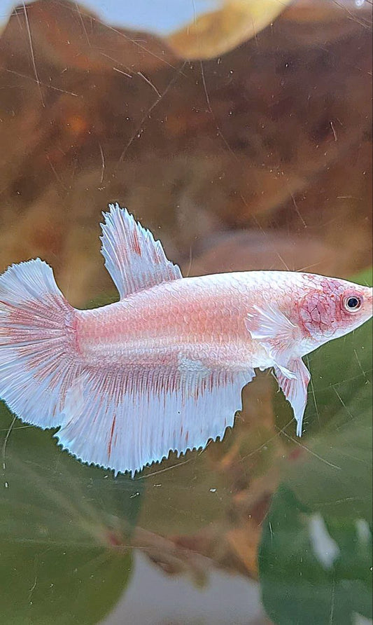 FEMALE HALFMOON BIG EAR WHITE PATTERN BETTA FISH