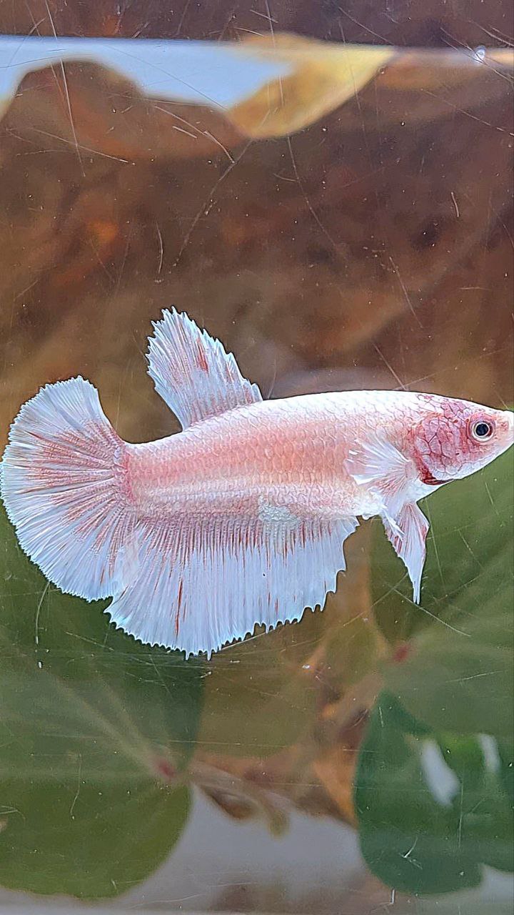 FEMALE HALFMOON BIG EAR WHITE PATTERN BETTA FISH