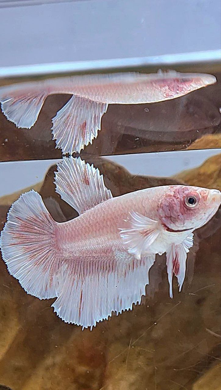 FEMALE HALFMOON BIG EAR WHITE PATTERN BETTA FISH