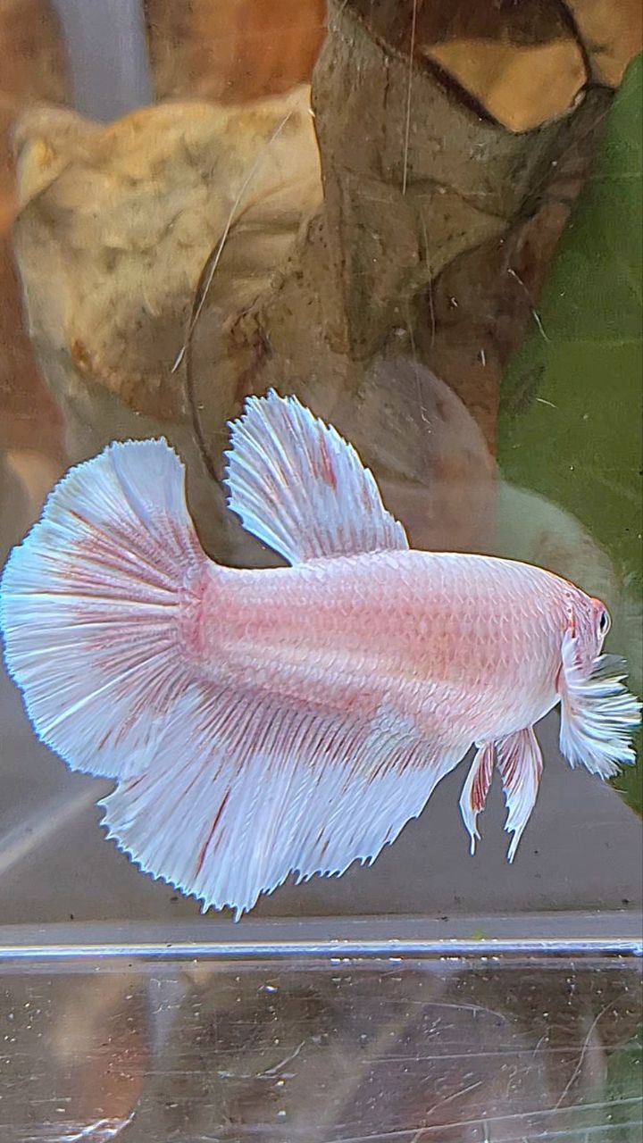 FEMALE HALFMOON BIG EAR WHITE PATTERN BETTA FISH
