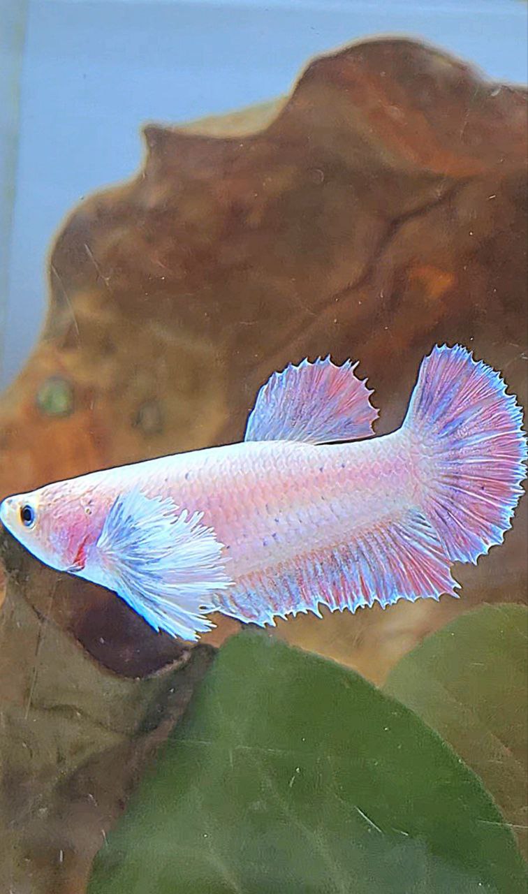 FEMALE PLAKAT DUMBO EAR MASCOT BETTA FISH