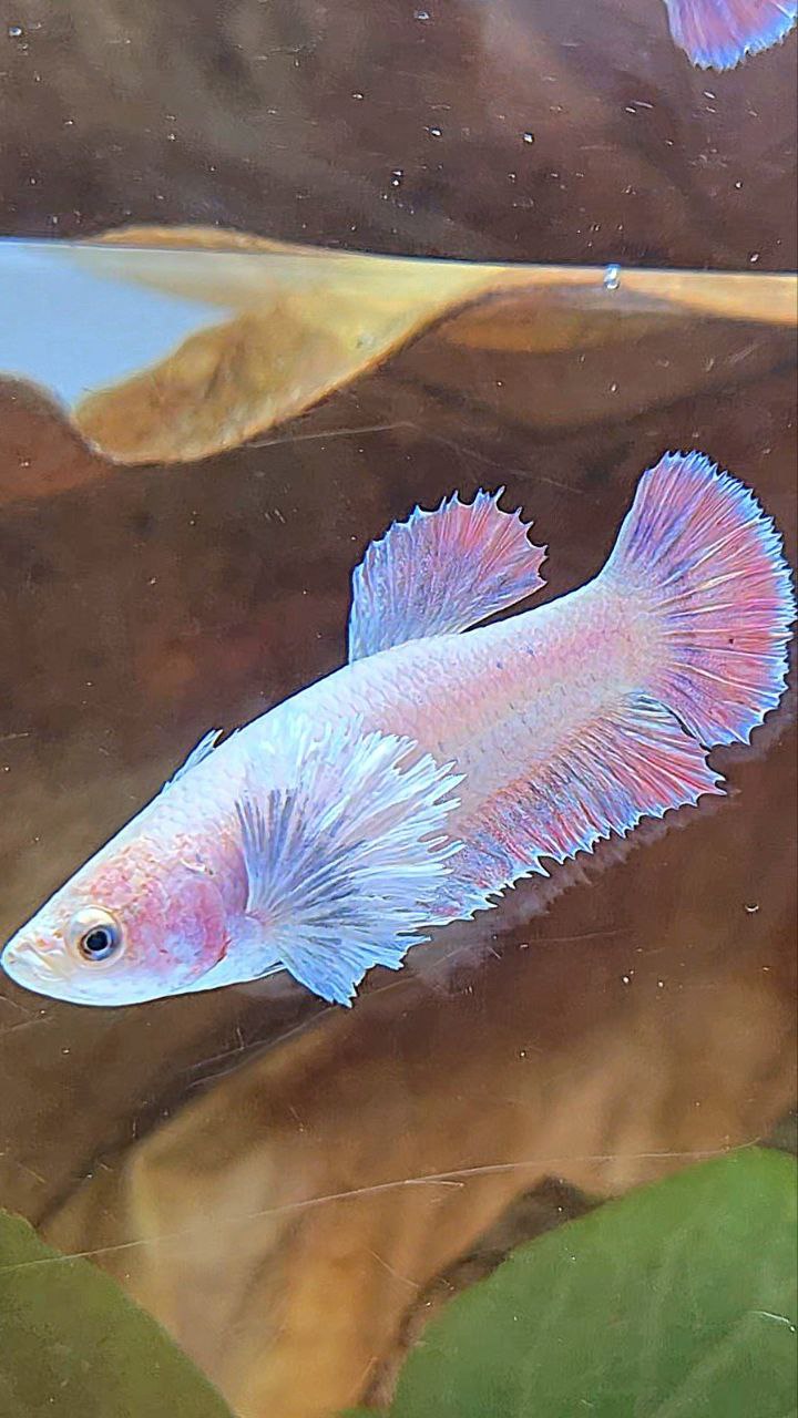 FEMALE PLAKAT DUMBO EAR MASCOT BETTA FISH