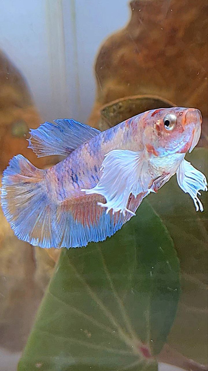 FEMALE PLAKAT DUMBO EAR METTALIC MULTICOLOR FISH