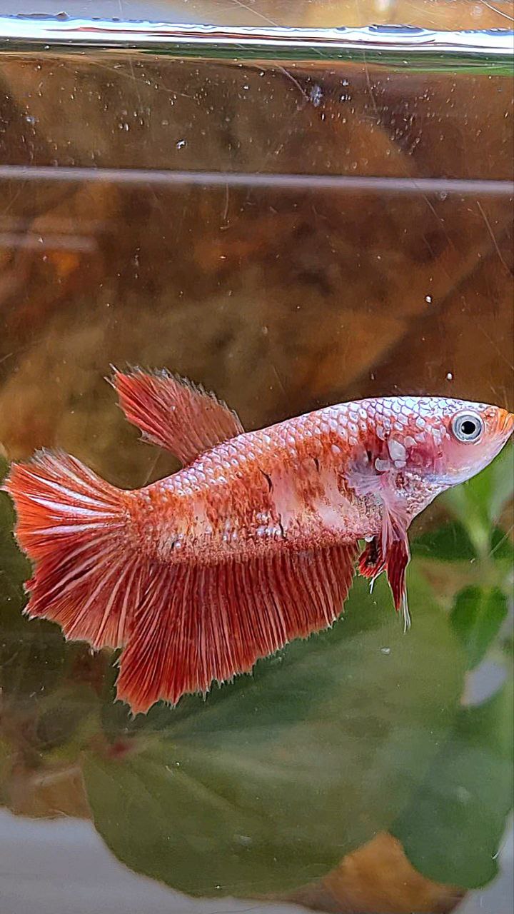 FEMALE HALFMOON RED GOLD GALAXY RGG BETTA FISH