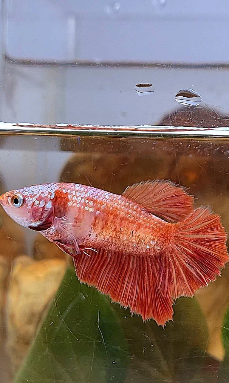 FEMALE HALFMOON RED GOLD GALAXY RGG BETTA FISH