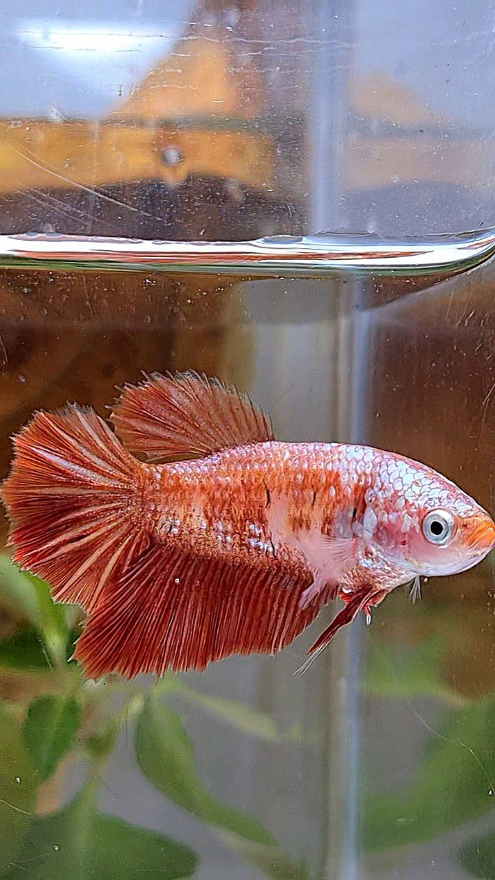 FEMALE HALFMOON RED GOLD GALAXY RGG BETTA FISH