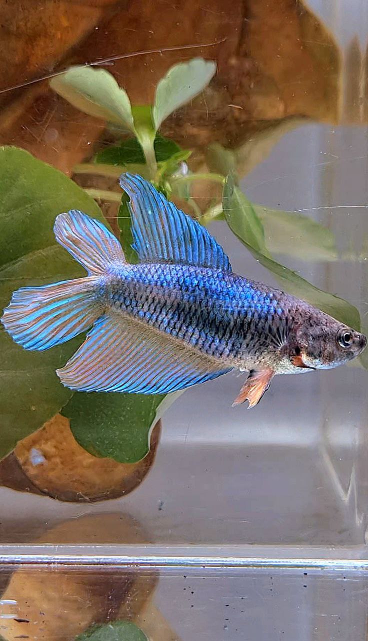 FEMALE VEILTAIL DOUBLE TAIL BLUE ORANGE BETTA FISH