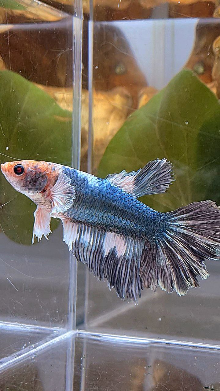 XL FEMALE HALFMOON COPPER WHITE MARBLE BETTA FISH