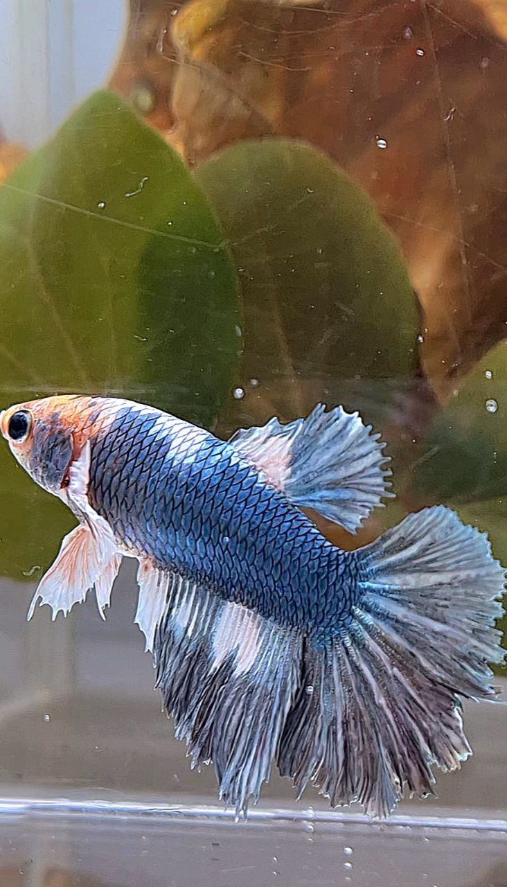 XL FEMALE HALFMOON COPPER WHITE MARBLE BETTA FISH