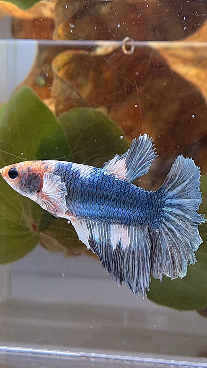 XL FEMALE HALFMOON COPPER WHITE MARBLE BETTA FISH