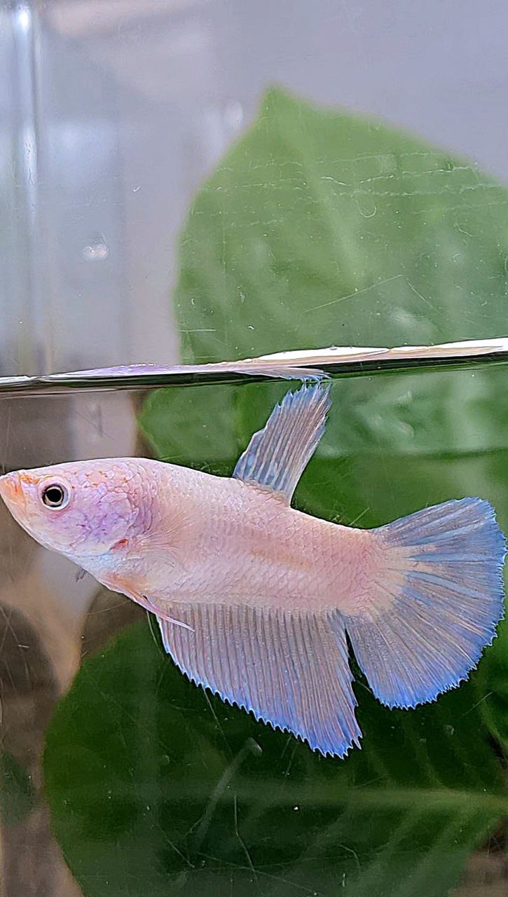 XL FEMALE HALFMOON PINK FLAMINGGO BETTA FISH