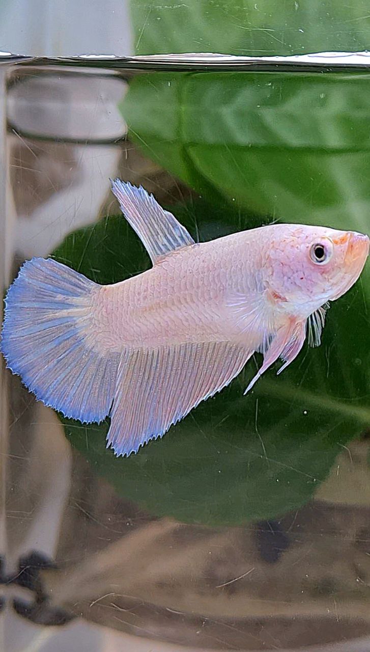 XL FEMALE HALFMOON PINK FLAMINGGO BETTA FISH