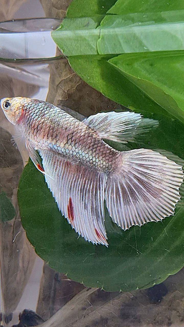 XL FEMALE HALFMOON COPPER MARBLE PATTERN BETTA FISH