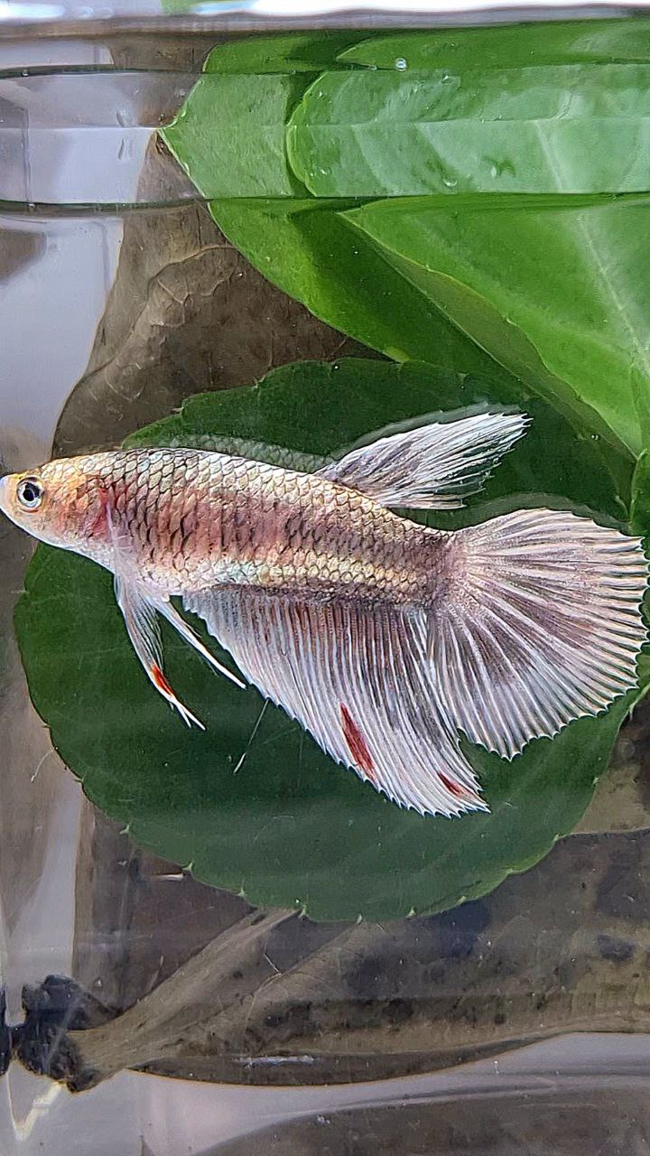 XL FEMALE HALFMOON COPPER MARBLE PATTERN BETTA FISH
