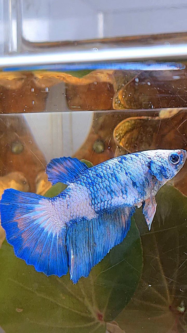 XL FEMALE HALFMOON BLUE MARBLE PATTERN BETTA FISH