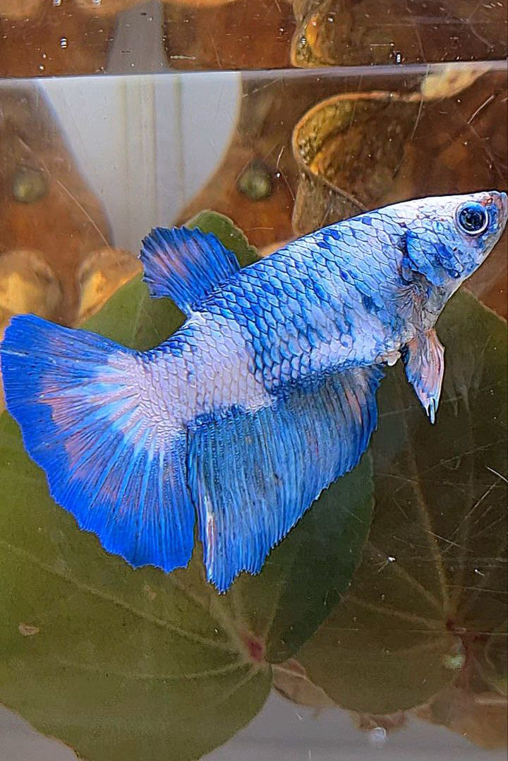 XL FEMALE HALFMOON BLUE MARBLE PATTERN BETTA FISH