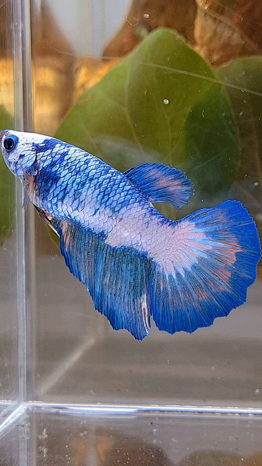XL FEMALE HALFMOON BLUE MARBLE PATTERN BETTA FISH