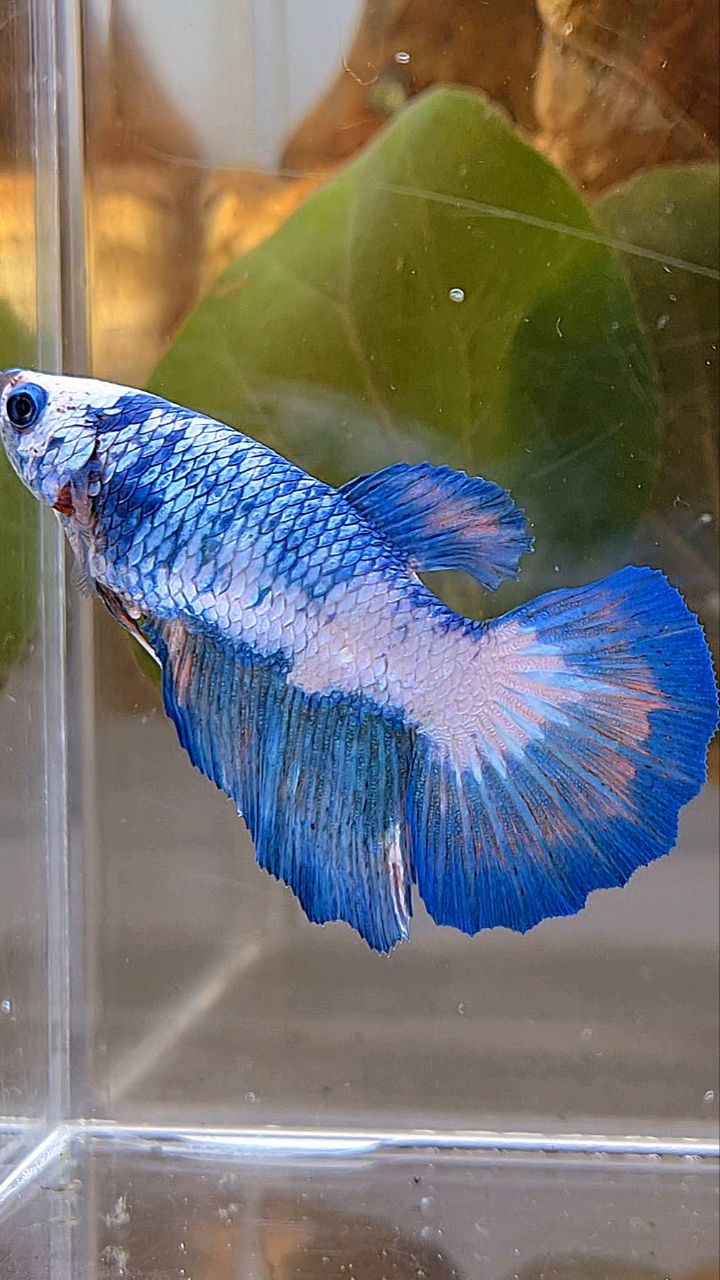 XL FEMALE HALFMOON BLUE MARBLE PATTERN BETTA FISH