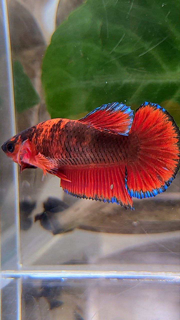 FEMALE PLAKAT RED HELLBOY BLACK TIGER BETTA FISH