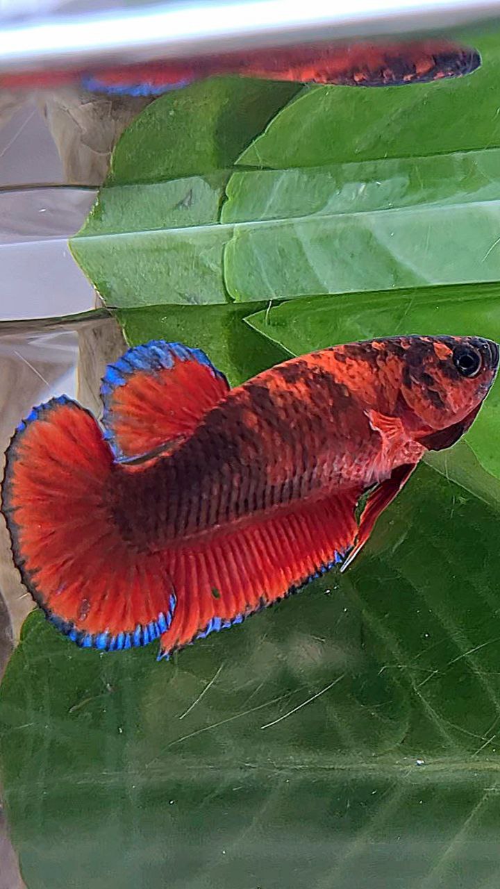 FEMALE PLAKAT RED HELLBOY BLACK TIGER BETTA FISH