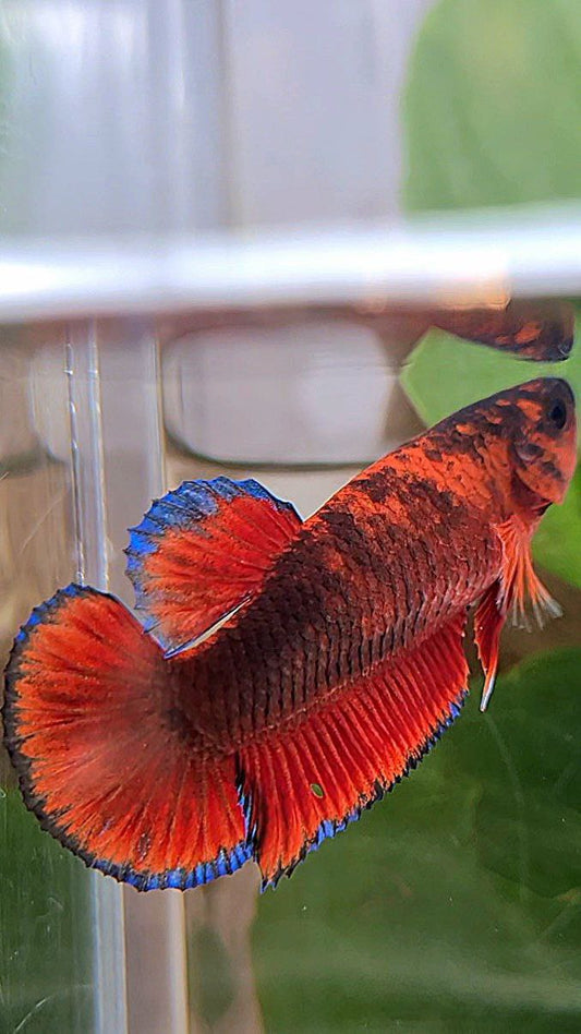 FEMALE PLAKAT RED HELLBOY BLACK TIGER BETTA FISH