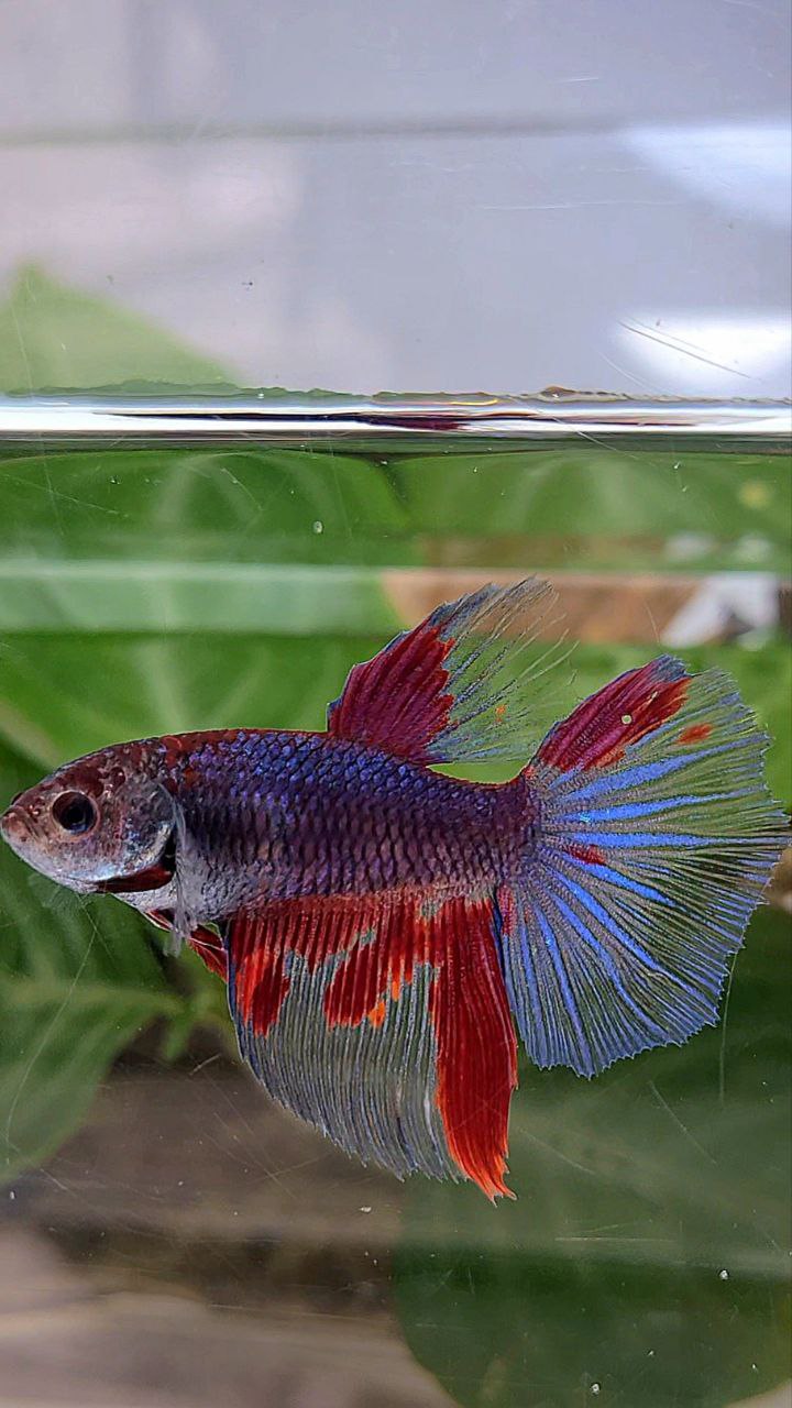 XL FEMALE HALFMOON DARK PURPLE RED PATTERN BETTA FISH