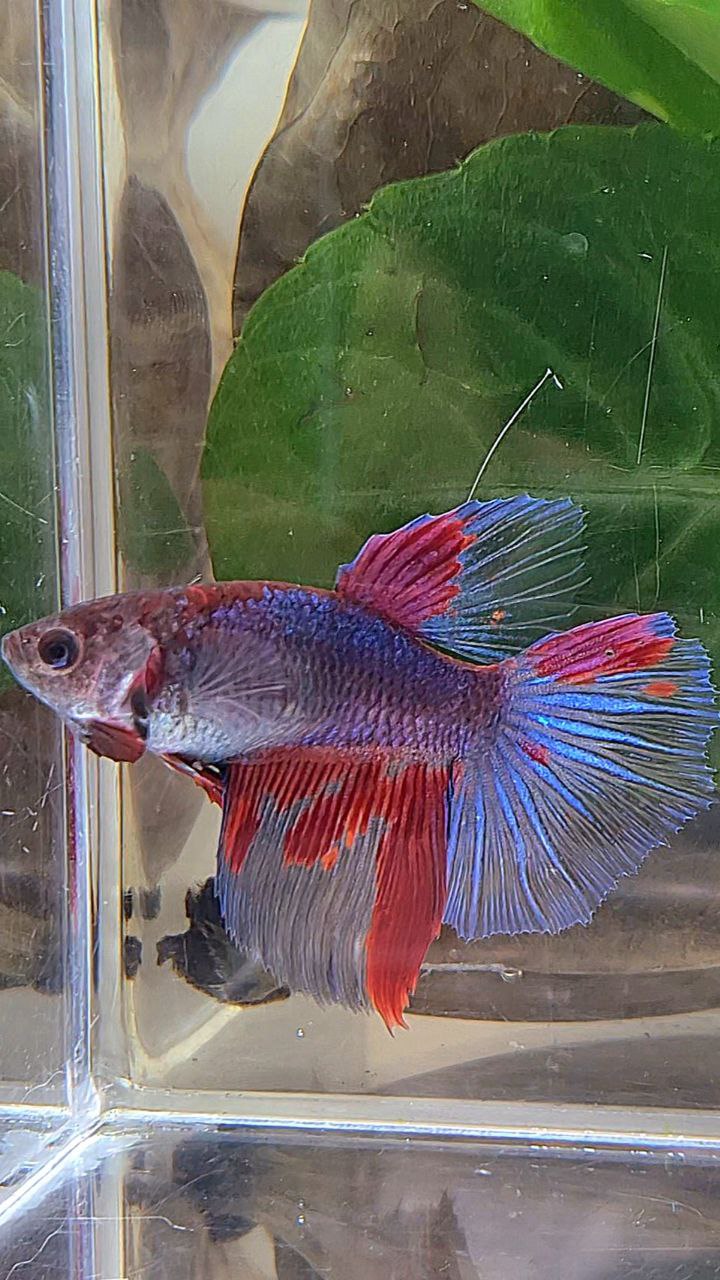 XL FEMALE HALFMOON DARK PURPLE RED PATTERN BETTA FISH