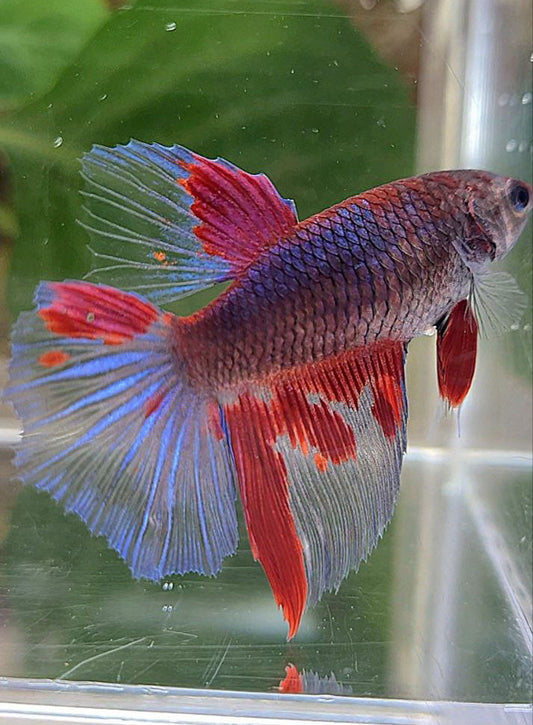 3 FISH FEMALE HALFMOON DARK PURPLE RED PATTERN BETTA FISH & FEMALE HALFMOON SUPER RED & FEMALE HALFMOON AVATAR