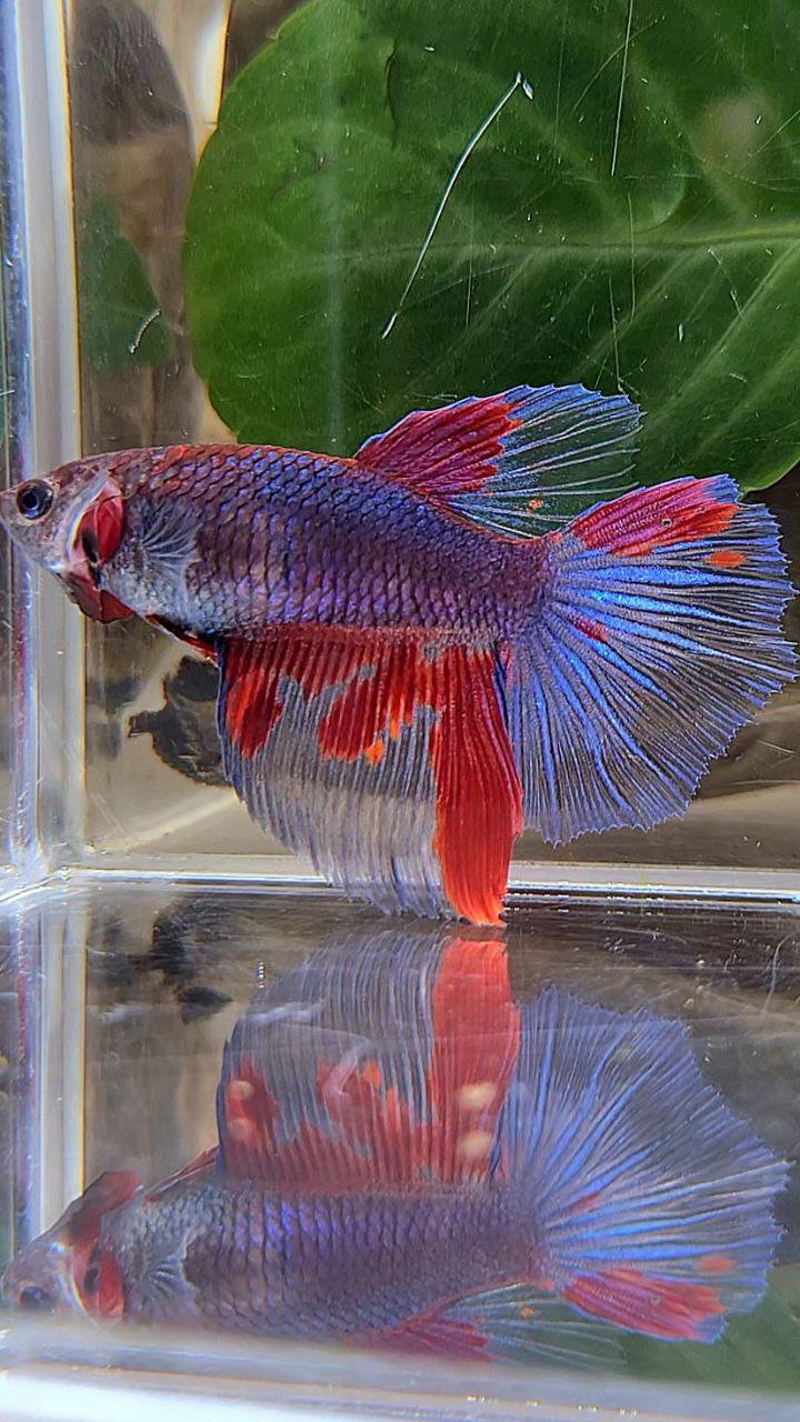 XL FEMALE HALFMOON DARK PURPLE RED PATTERN BETTA FISH