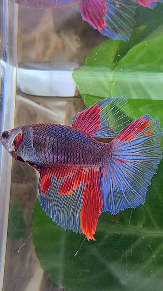 XL FEMALE HALFMOON DARK PURPLE RED PATTERN BETTA FISH