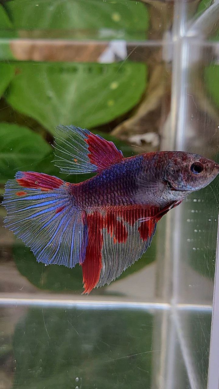 XL FEMALE HALFMOON DARK PURPLE RED PATTERN BETTA FISH