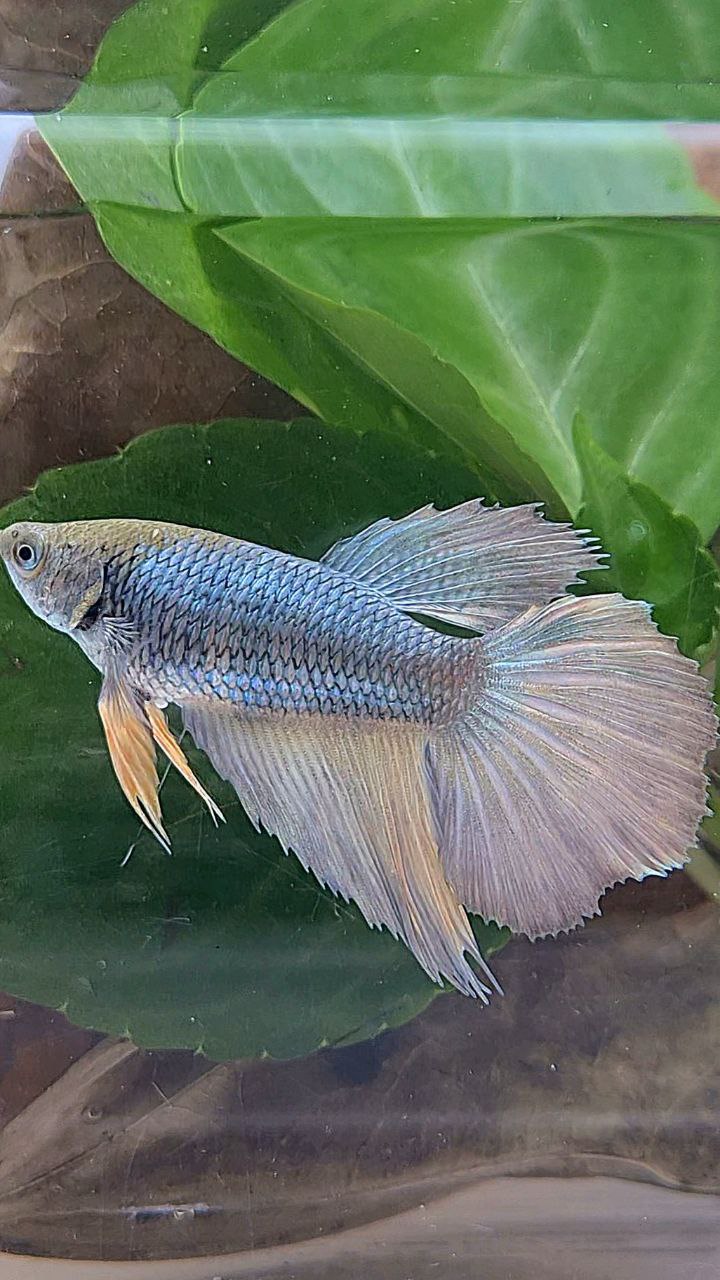 XL FEMALE HALFMOON COPPER YELLOW BETTA FISH