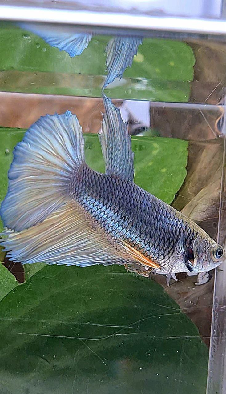 XL FEMALE HALFMOON COPPER YELLOW BETTA FISH
