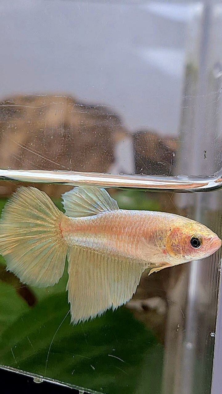 FEMALE HALFMOON SUPER GOLD BETTA FISH