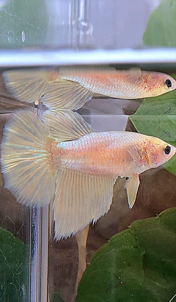 FEMALE HALFMOON SUPER GOLD BETTA FISH