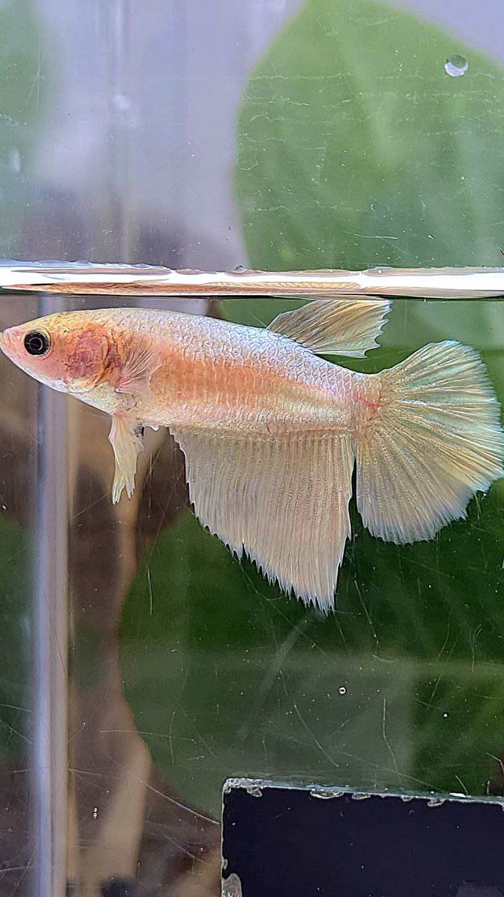 FEMALE HALFMOON SUPER GOLD BETTA FISH