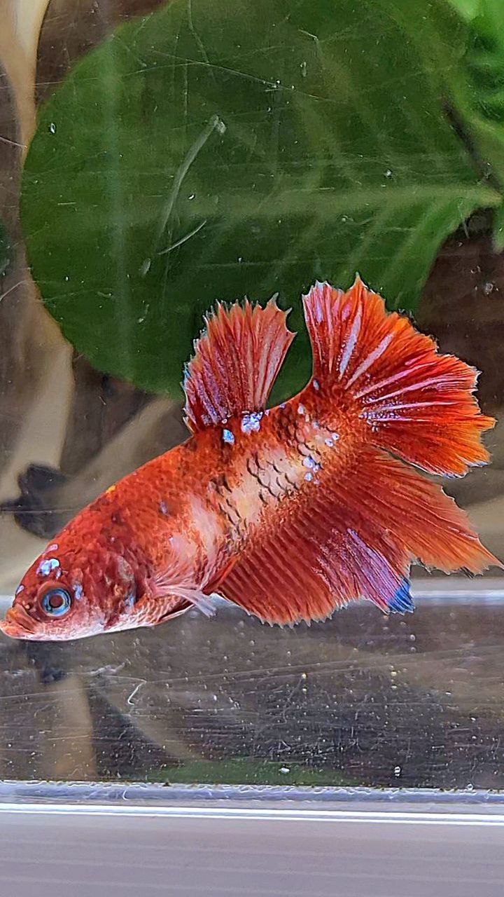 FEMALE HALFMOON RED PURPLE GALAXY RPG BETTA FISH
