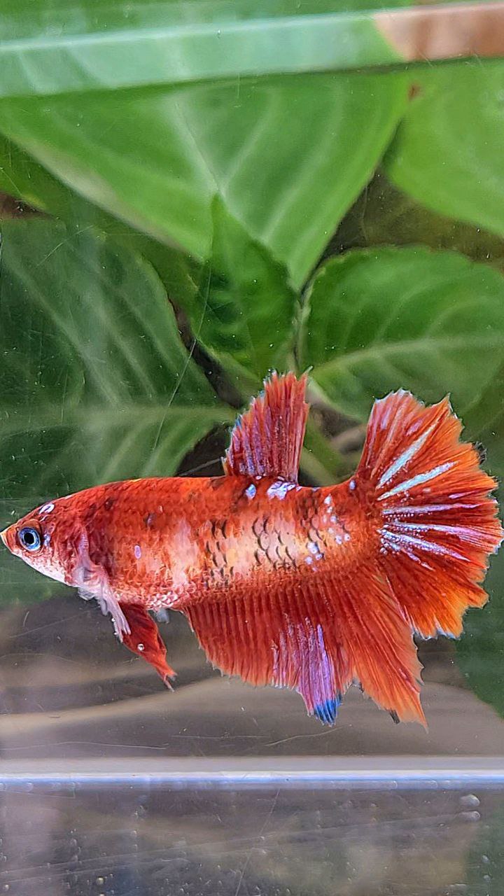 FEMALE HALFMOON RED PURPLE GALAXY RPG BETTA FISH