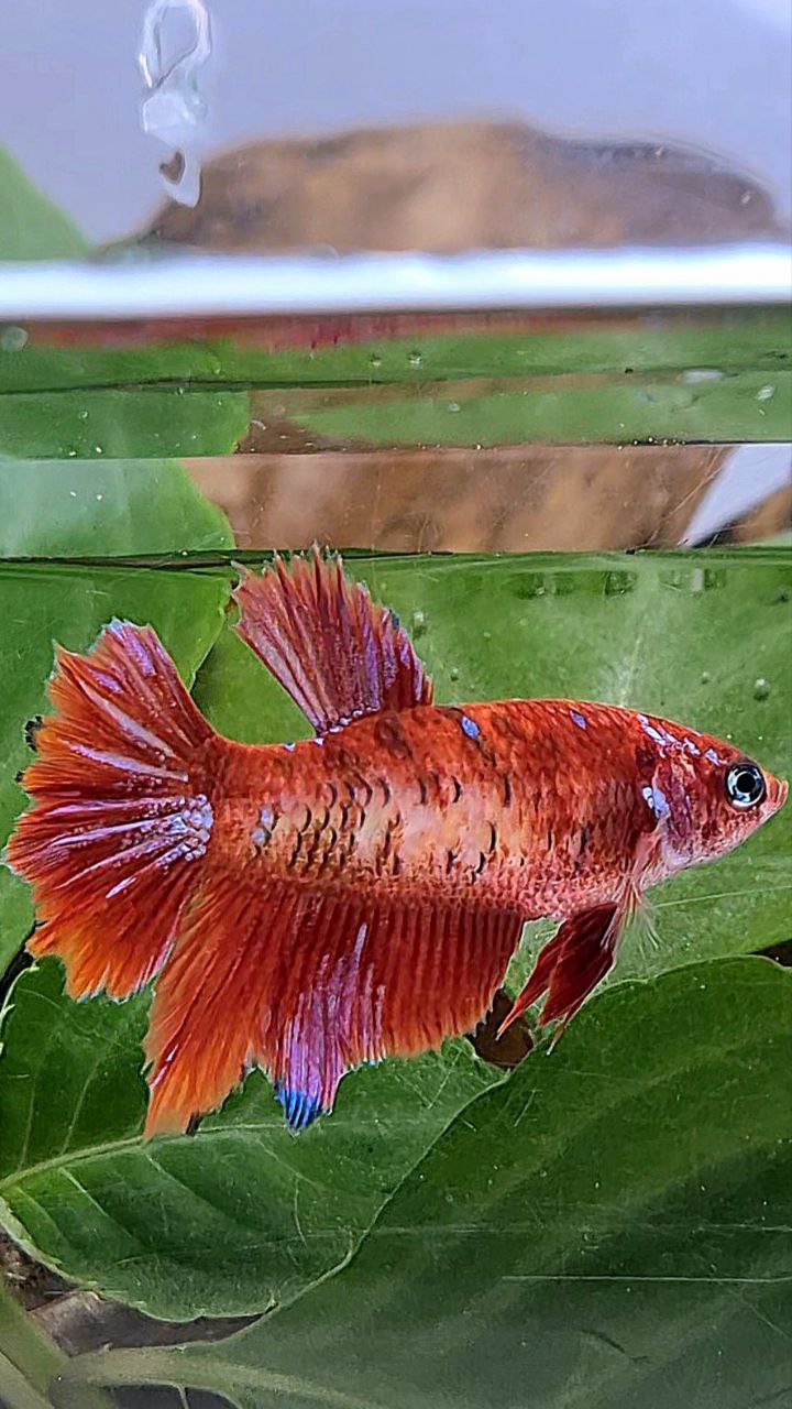 FEMALE HALFMOON RED PURPLE GALAXY RPG BETTA FISH