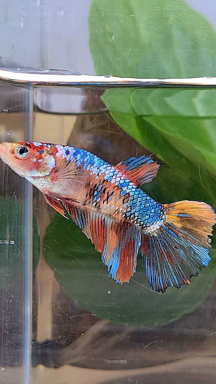 XL FEMALE HALFMOON FANCY MULTICOLOR BETTA FISH