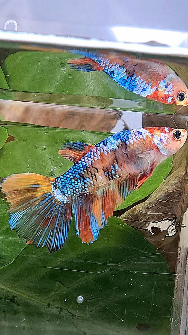 XL FEMALE HALFMOON FANCY MULTICOLOR BETTA FISH