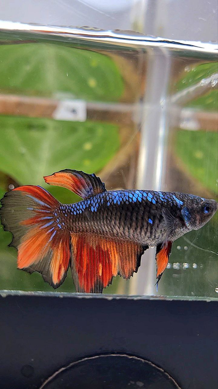 FEMALE HALFMOON BLACK AVATAR FIRE VARIATION BETTA FISH